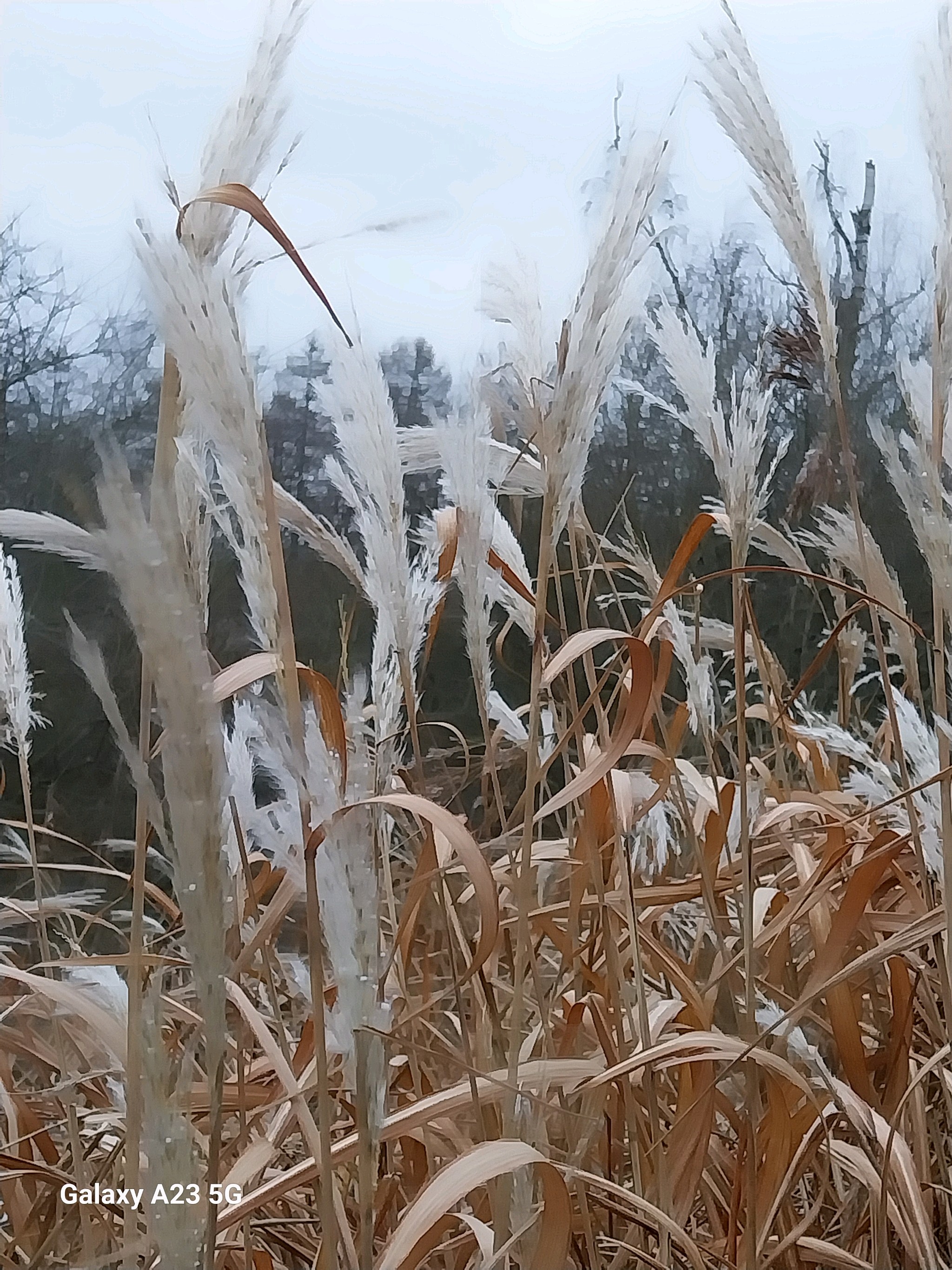 Miscanthus (Silvergrasses)