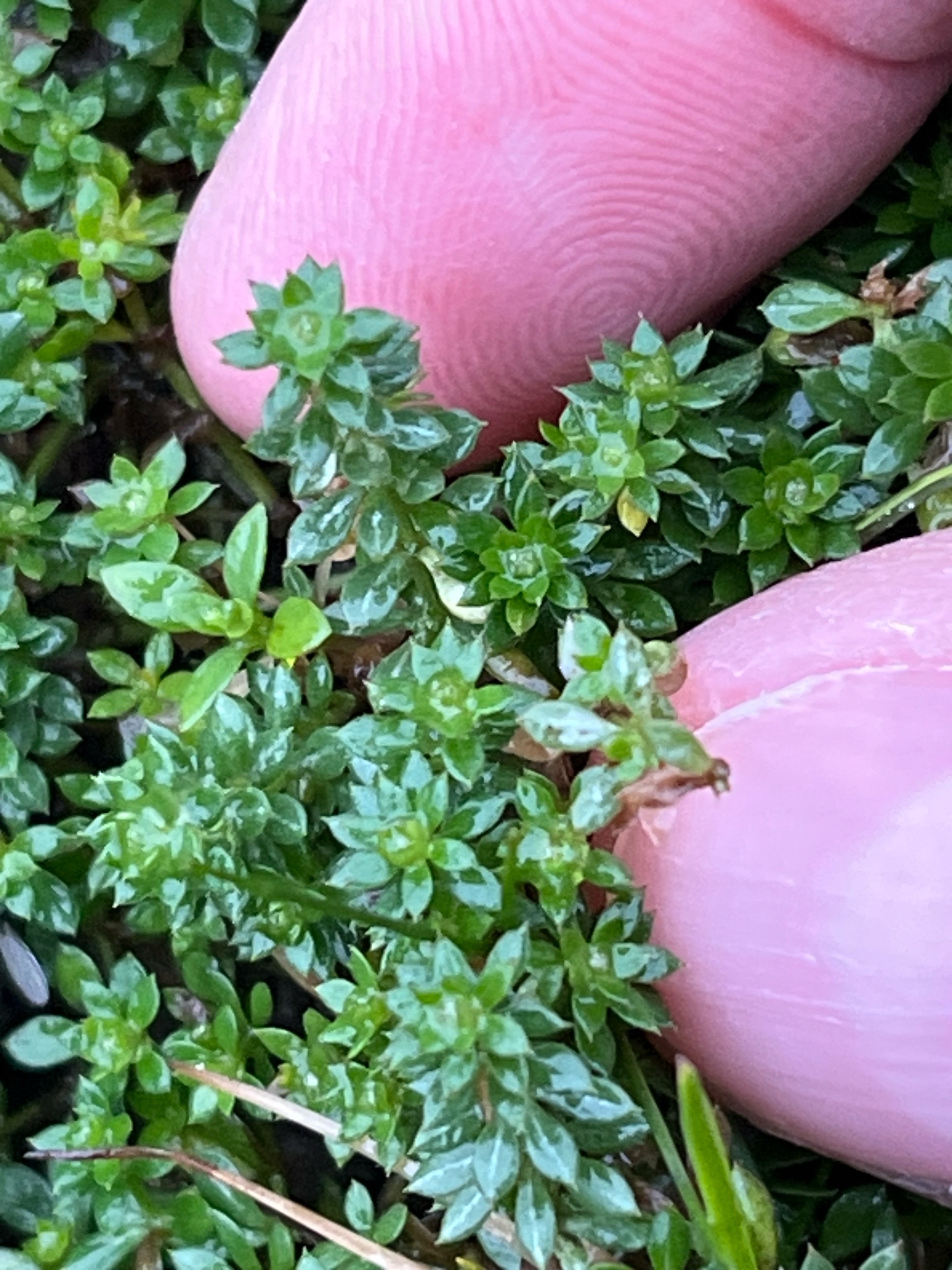 Galium saxatile (Heath Bedstraw) (alternate view 12)