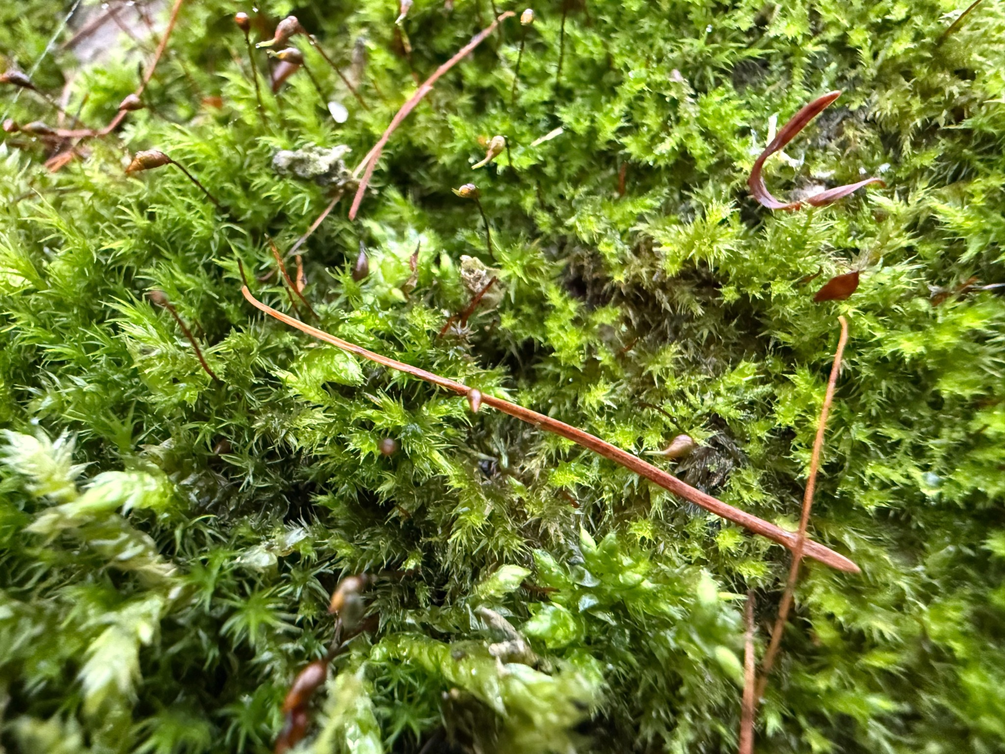 Rhynchostegium confertum (Clustered Feather-moss) (alternate view 9)