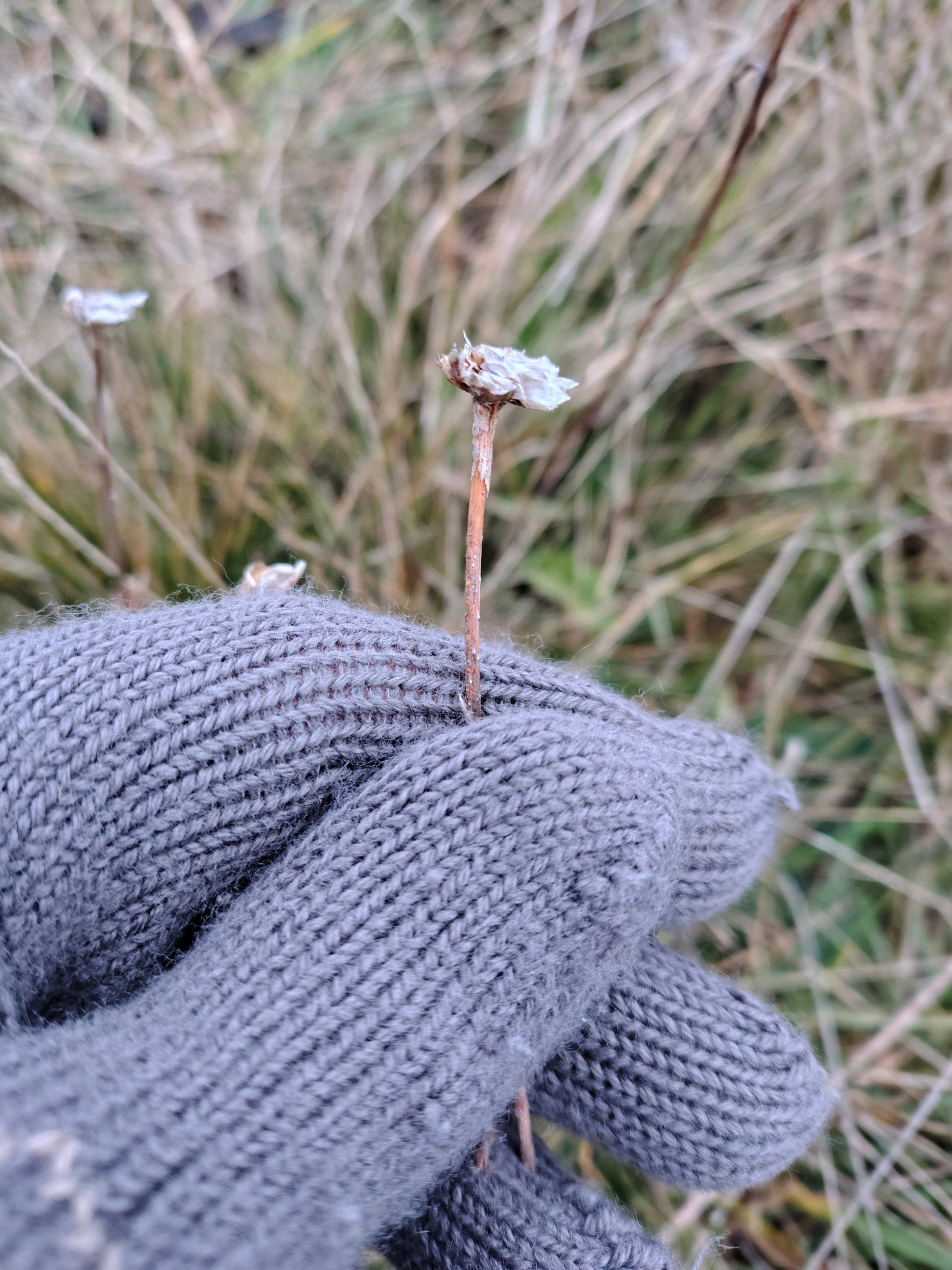Armeria (Thrift) (alternate view 2)