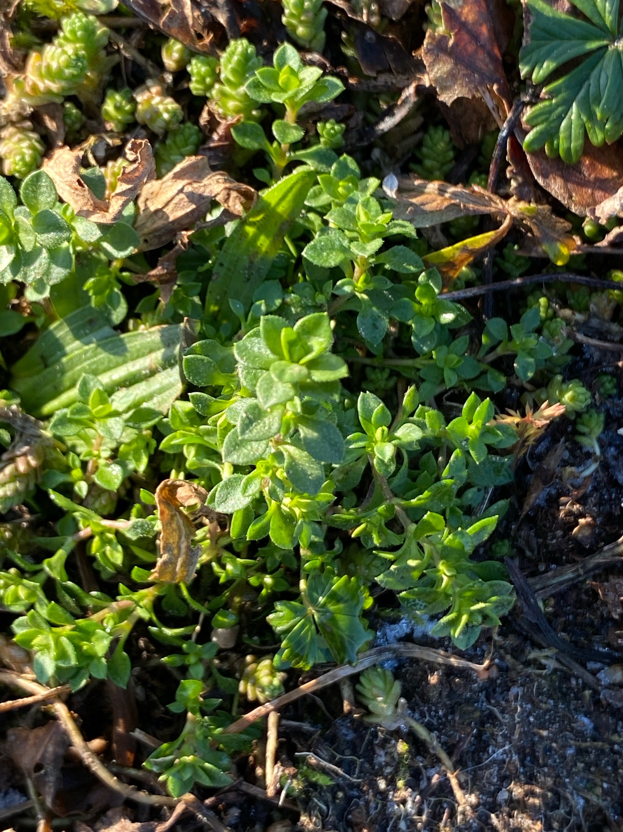 Arenaria serpyllifolia (Thyme-leaved Sandwort) (alternate view 13)