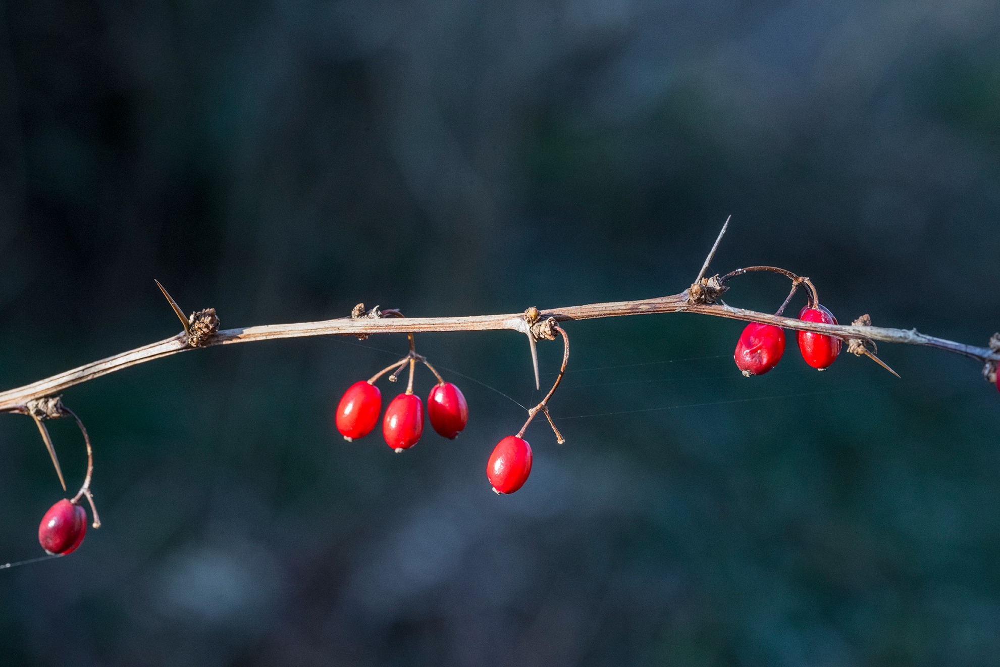 Berberis thunbergii (Japanese barberry) (alternate view 2)