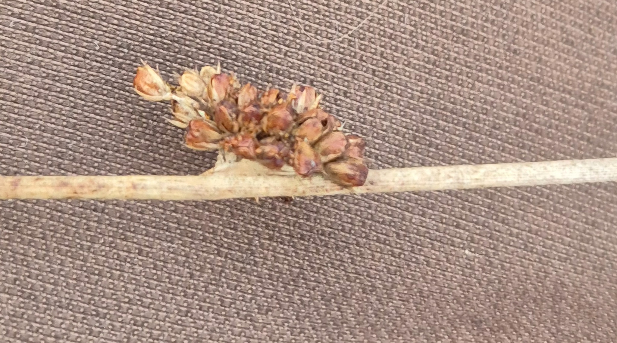 Juncus conglomeratus (Compact Rush) (alternate view 11)