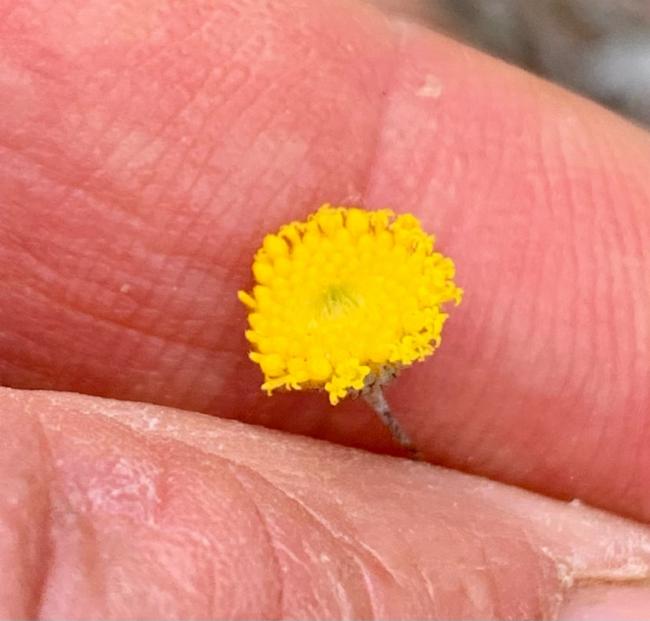 Leptorhynchos tenuifolius (Wiry Buttons) (alternate view 7)