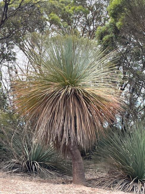 Xanthorrhoea semiplana (tufted grass-tree) (alternate view 11)