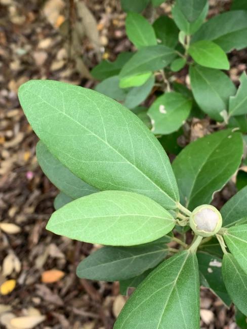 Lagunaria patersonia (Norfolk Island hibiscus) (alternate view 10)