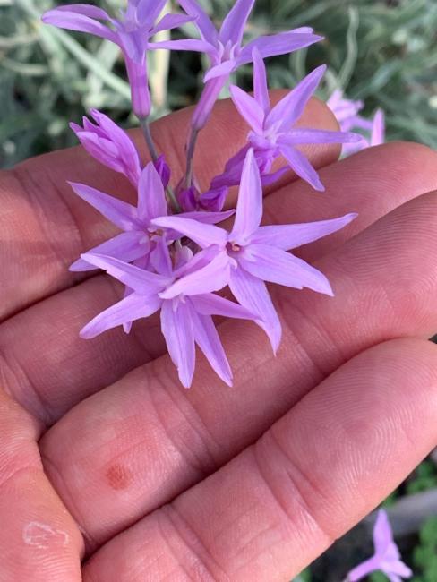 Tulbaghia violacea (society garlic)