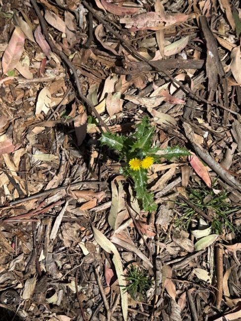 Sonchus asper (prickly sow thistle) (alternate view 11)