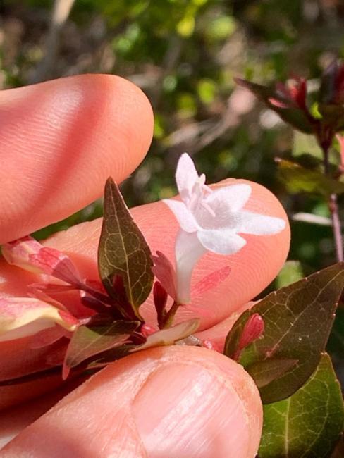 Abelia (Abelias)