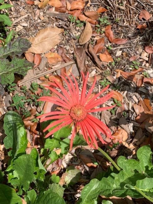 Gerbera (Gerbera Daisies)
