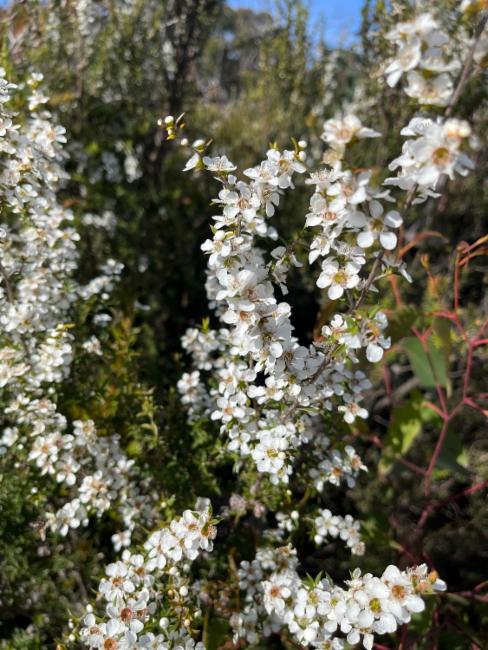 Leptospermum continentale (prickly tea-tree) (alternate view 11)