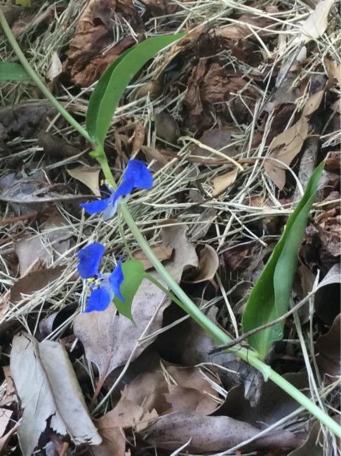 Commelina cyanea (scurvy weed) (alternate view 11)
