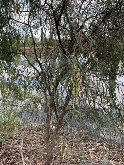 Acacia stenophylla