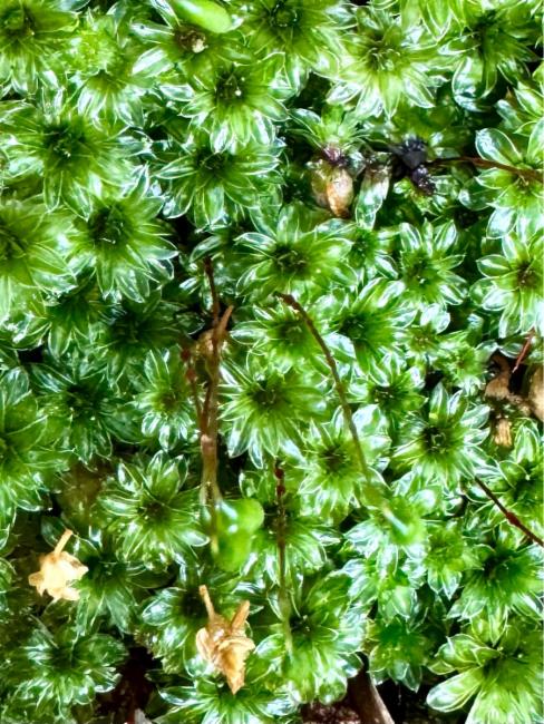Rosulabryum billardierei (alternate view 6)