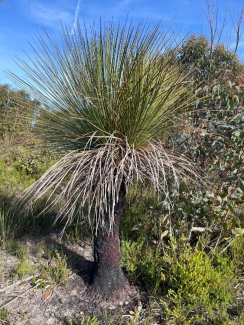 Xanthorrhoea semiplana (tufted grass-tree) (alternate view 12)