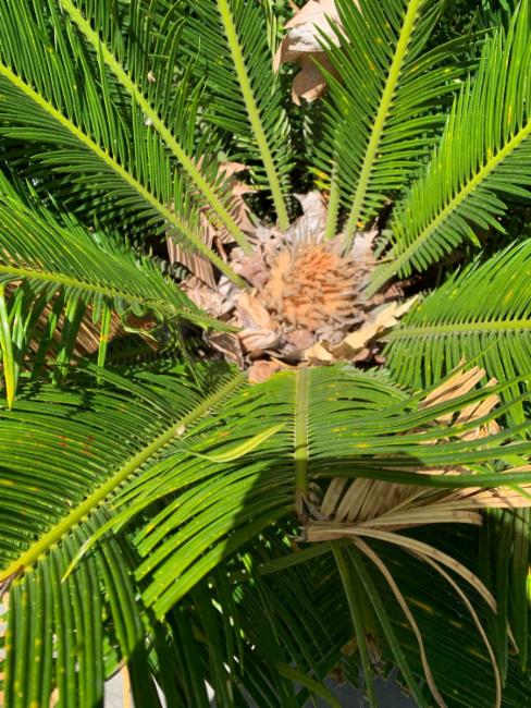 Cycas revoluta (Sago Palm) (alternate view 8)