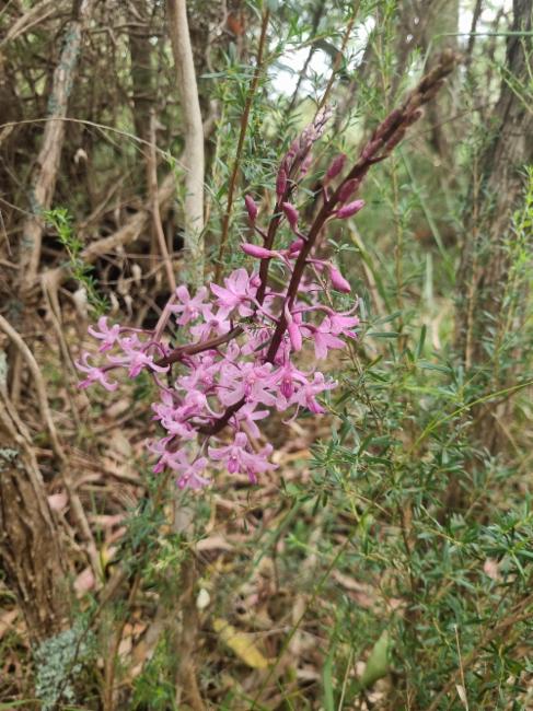 Dipodium roseum (Rosy Hyacinth Orchid) (alternate view 11)