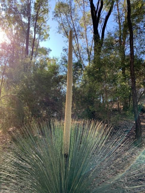 Xanthorrhoea johnsonii (Forest Grasstree) (alternate view 12)