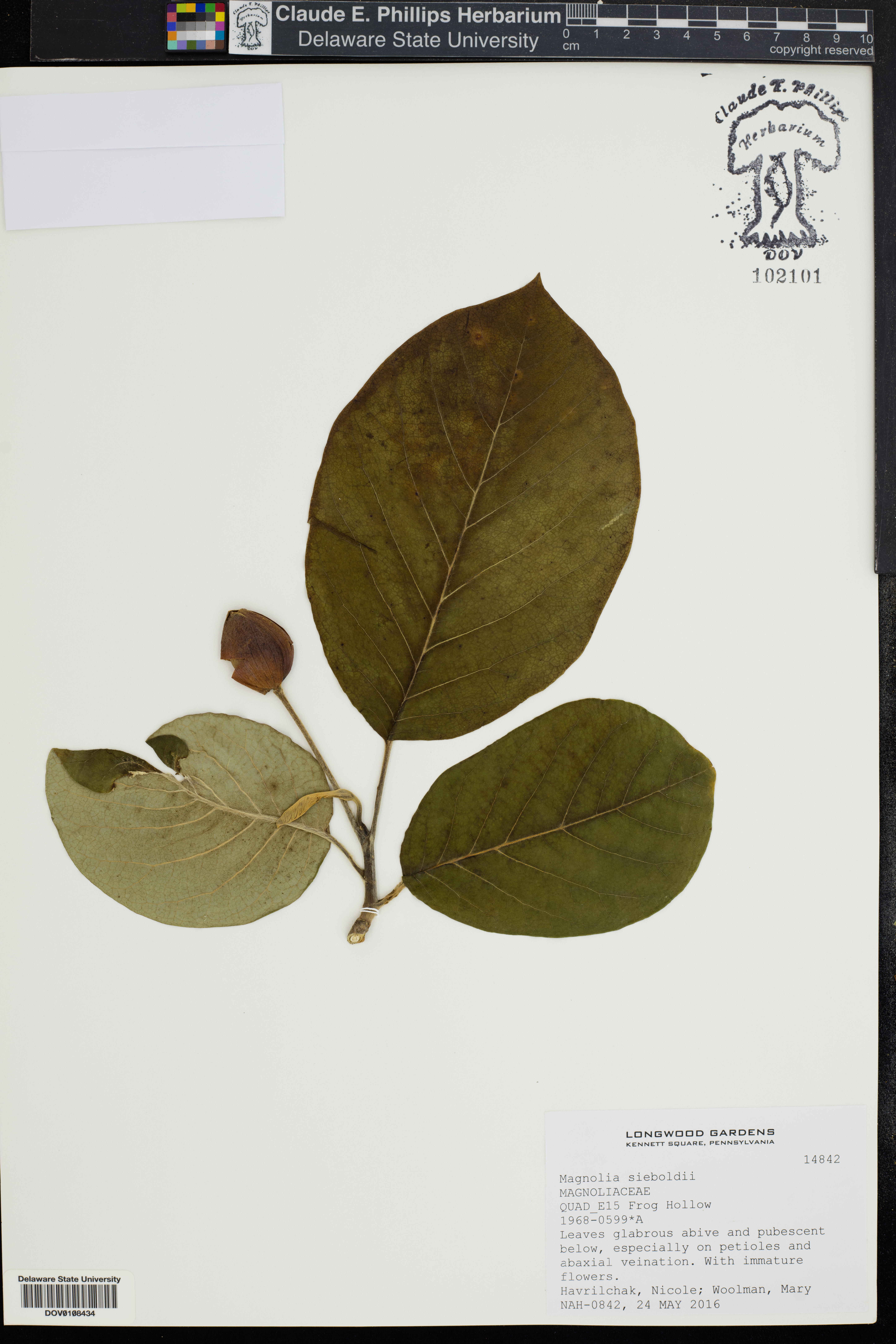 Magnolia sieboldii (Oyama magnolia) (alternate view 12)