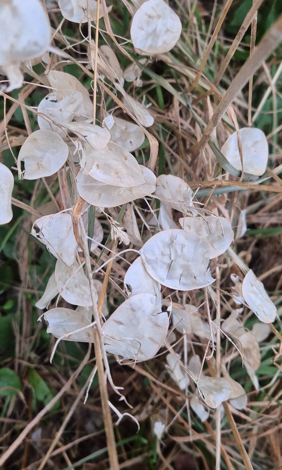Lunaria annua (moneyplant) (alternate view 10)