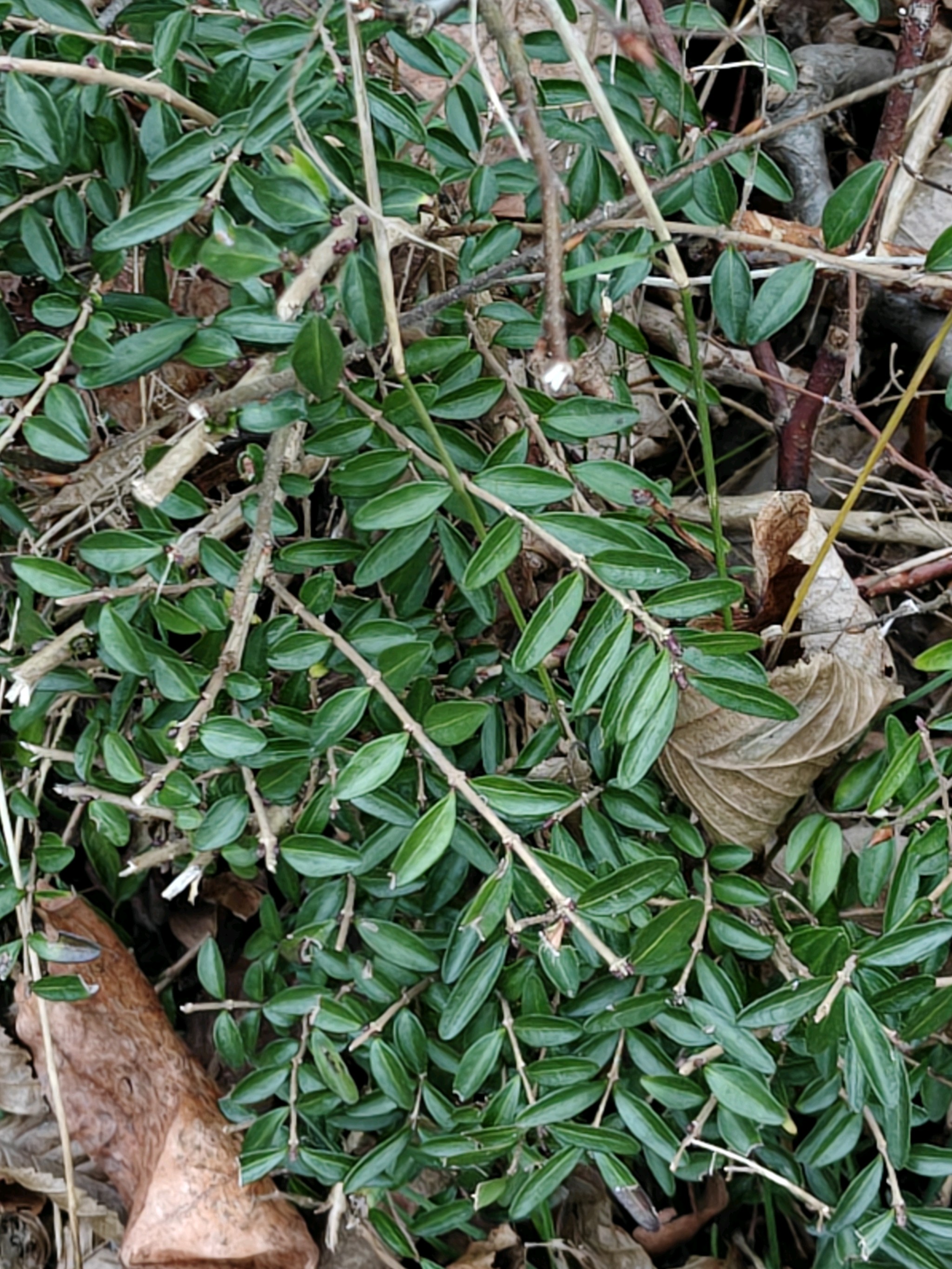 Lonicera pileata (box-leaved honeysuckle) (alternate view 2)