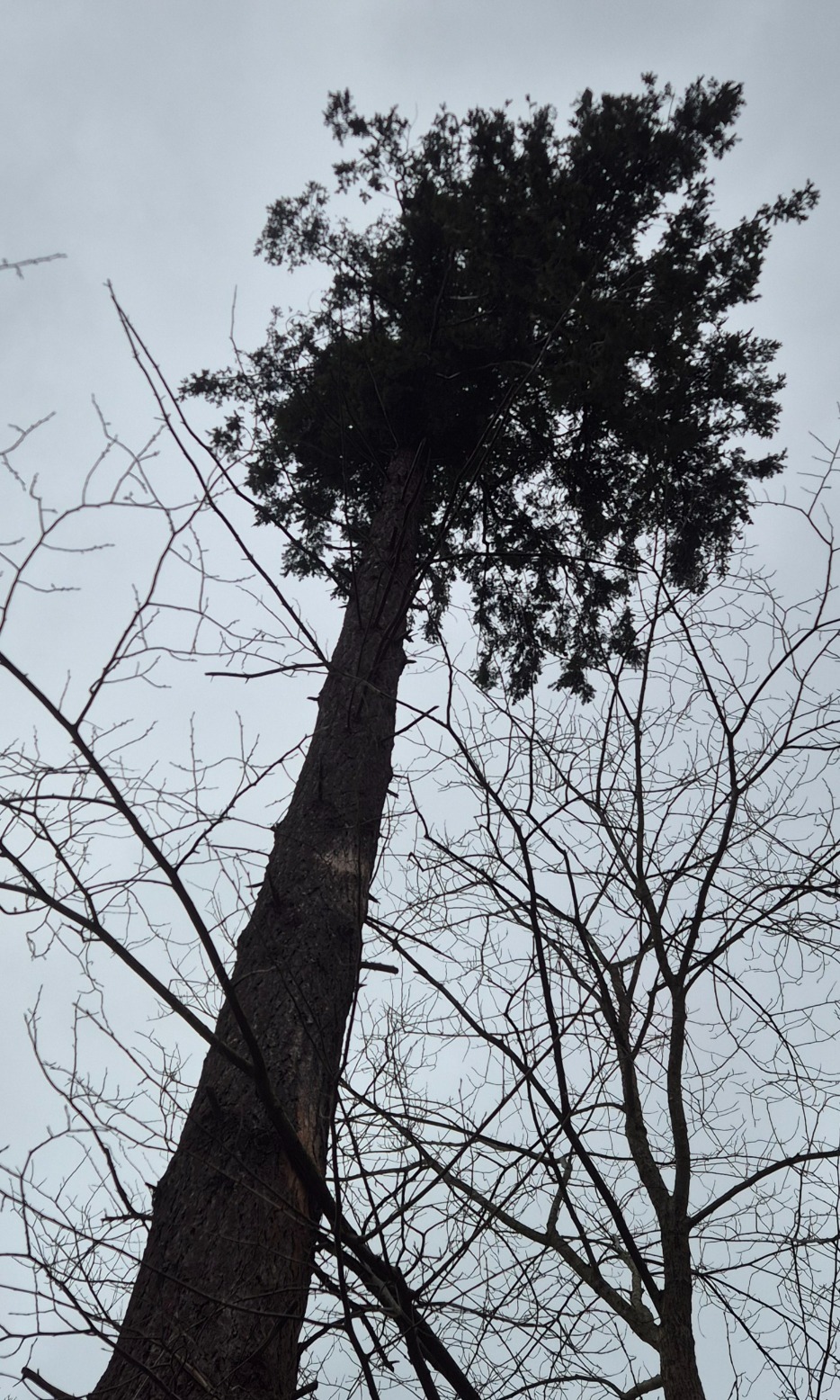 Pseudotsuga menziesii (Douglas fir)