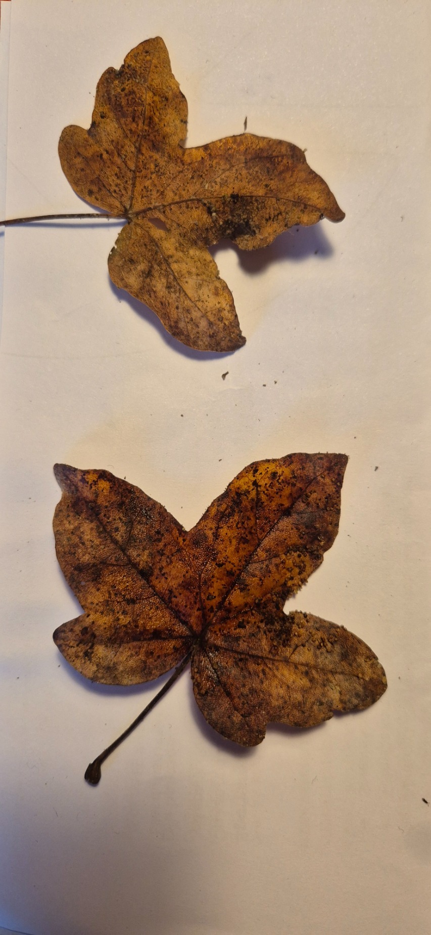 Acer campestre (Field Maple) (alternate view 11)
