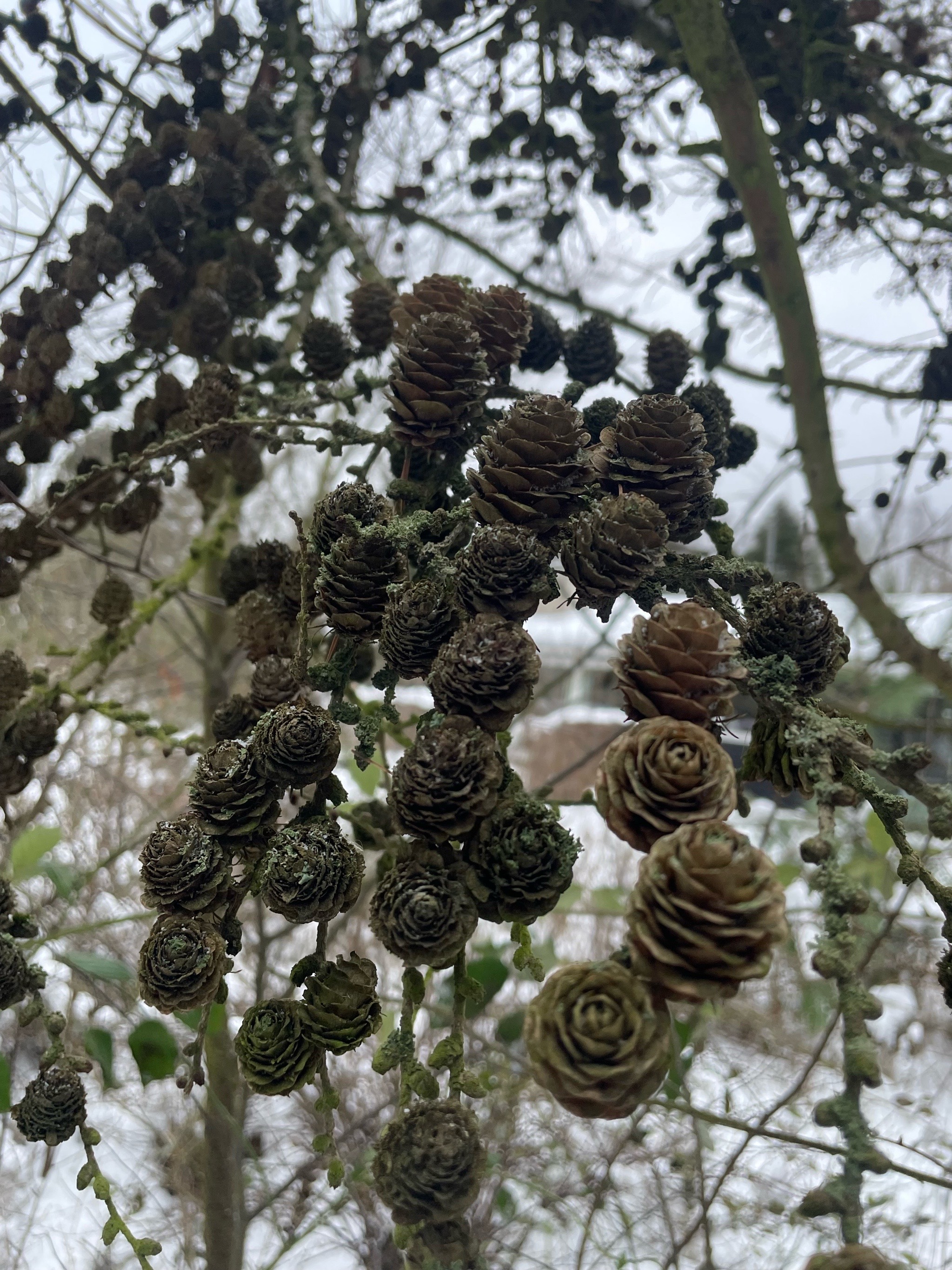 Larix (larches) (alternate view 3)