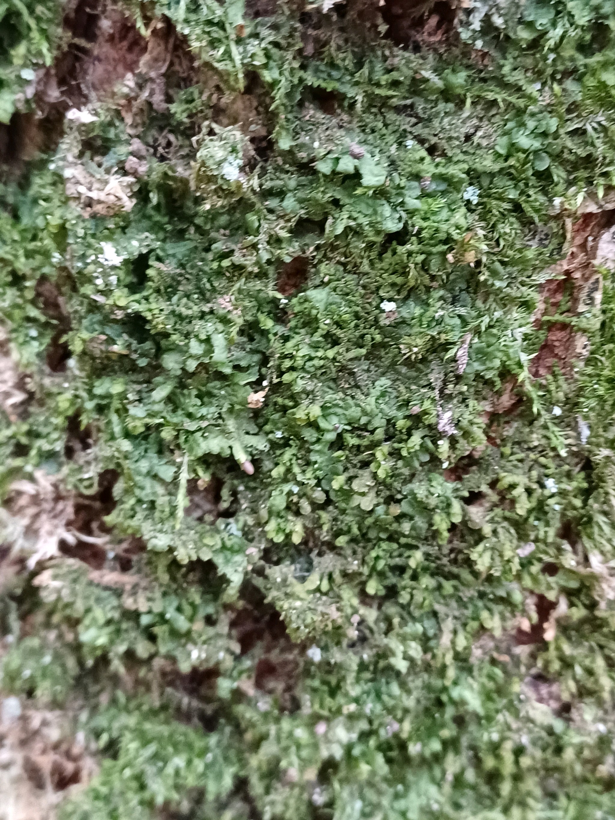 Radula complanata (Flat-leaved Scalewort) (alternate view 11)