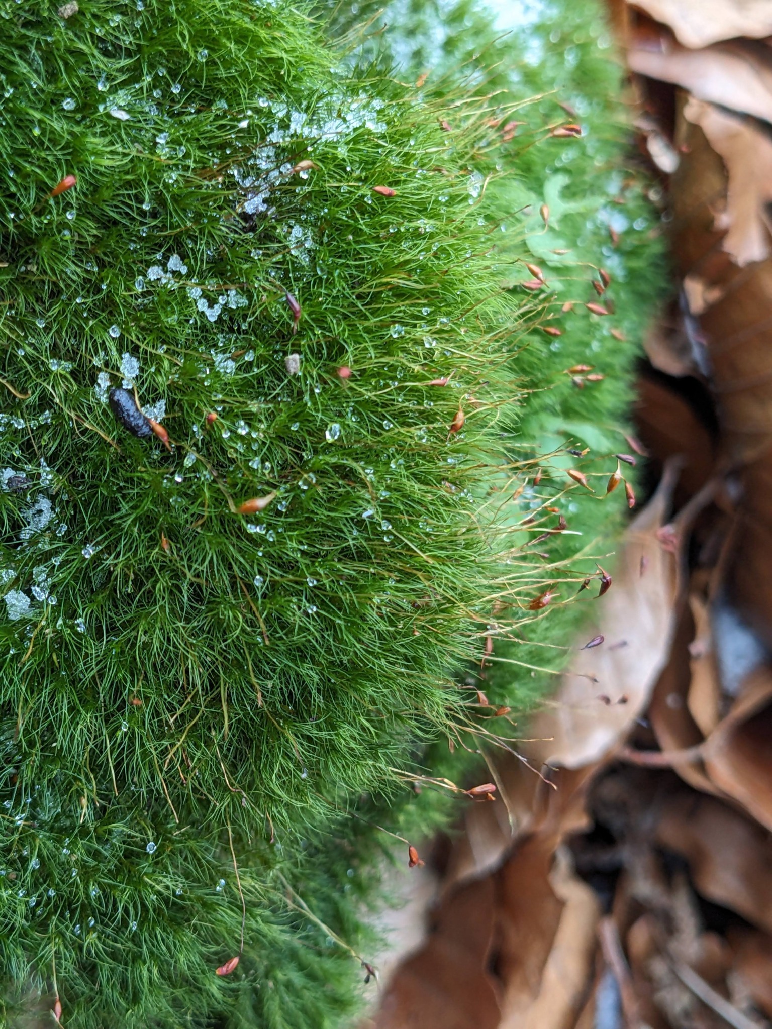 Dicranella heteromalla (Silky Forklet-moss) (alternate view 13)