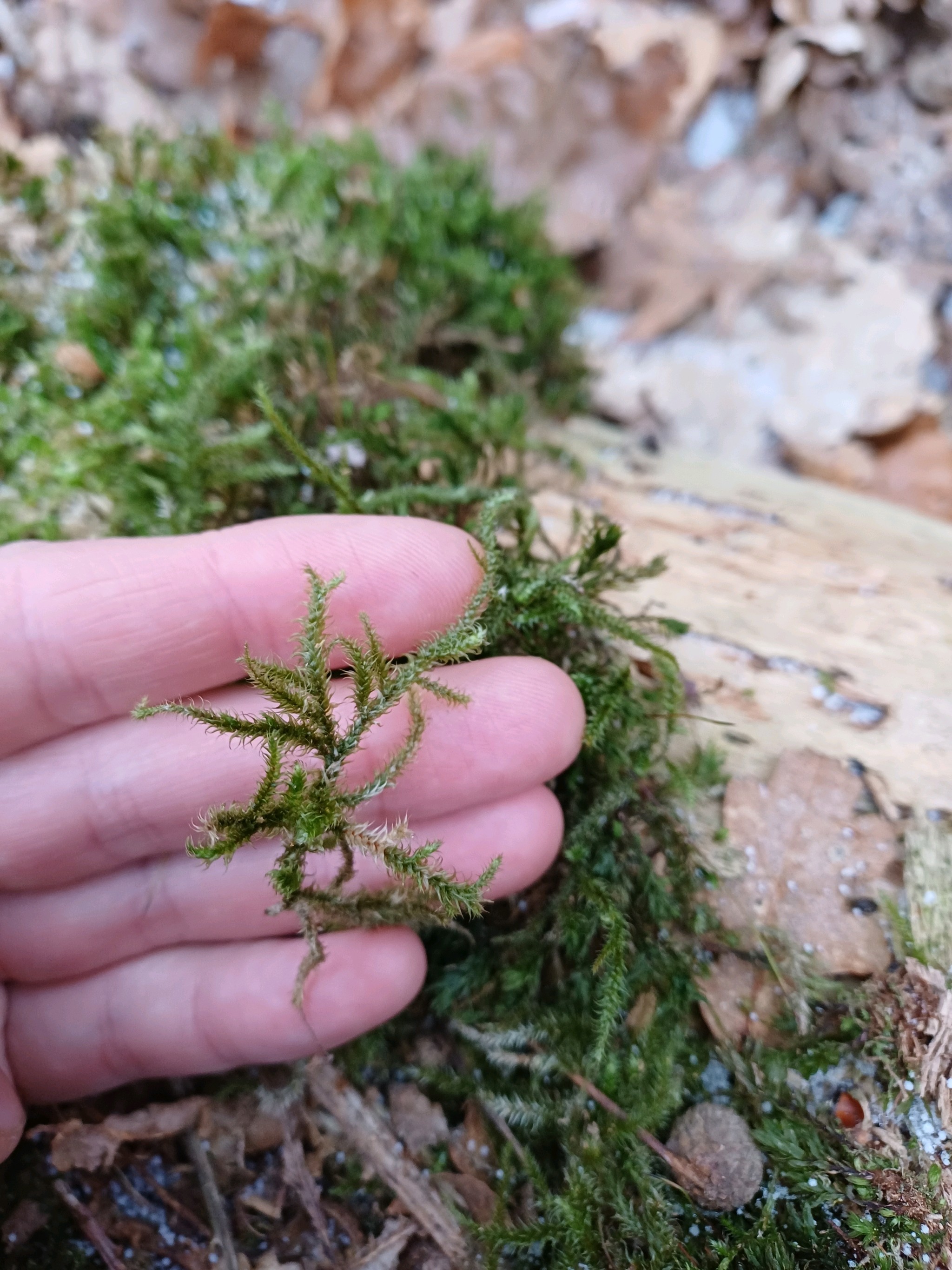 Rhytidiadelphus loreus (Lanky Moss) (alternate view 10)
