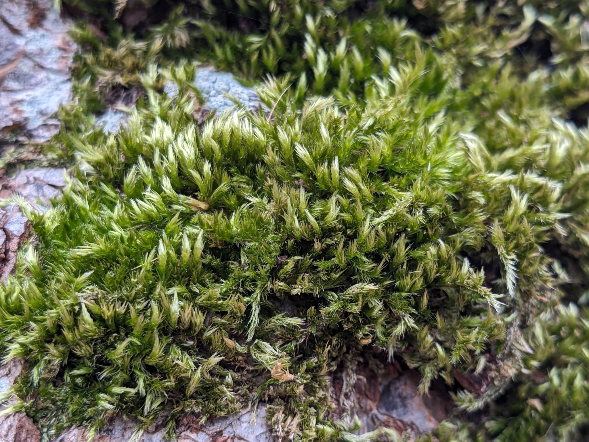 Homalothecium (homalothecium mosses) (alternate view 3)