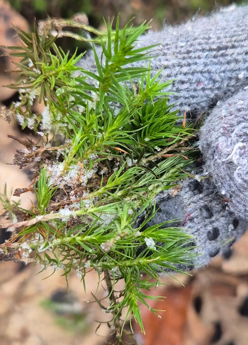 Polytrichum formosum (Bank Haircap Moss) (alternate view 12)