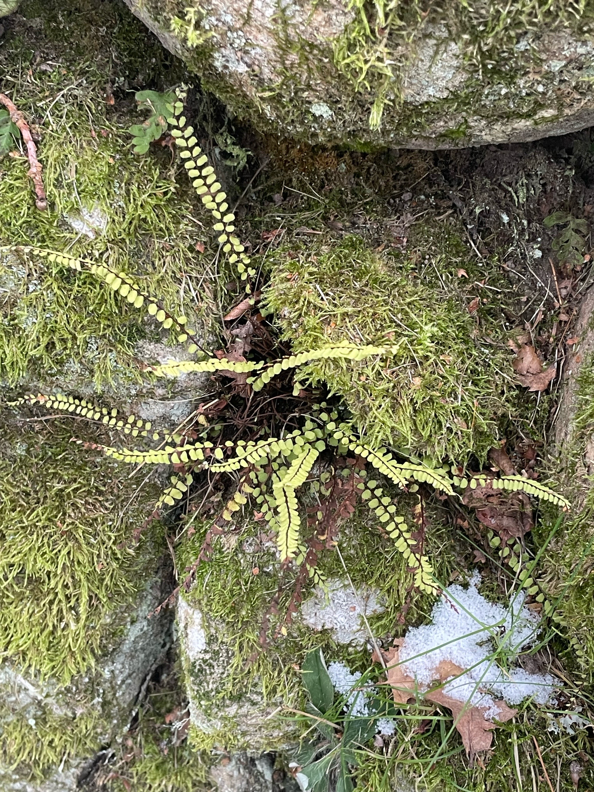 Asplenium trichomanes (Maidenhair Spleenwort) (alternate view 11)