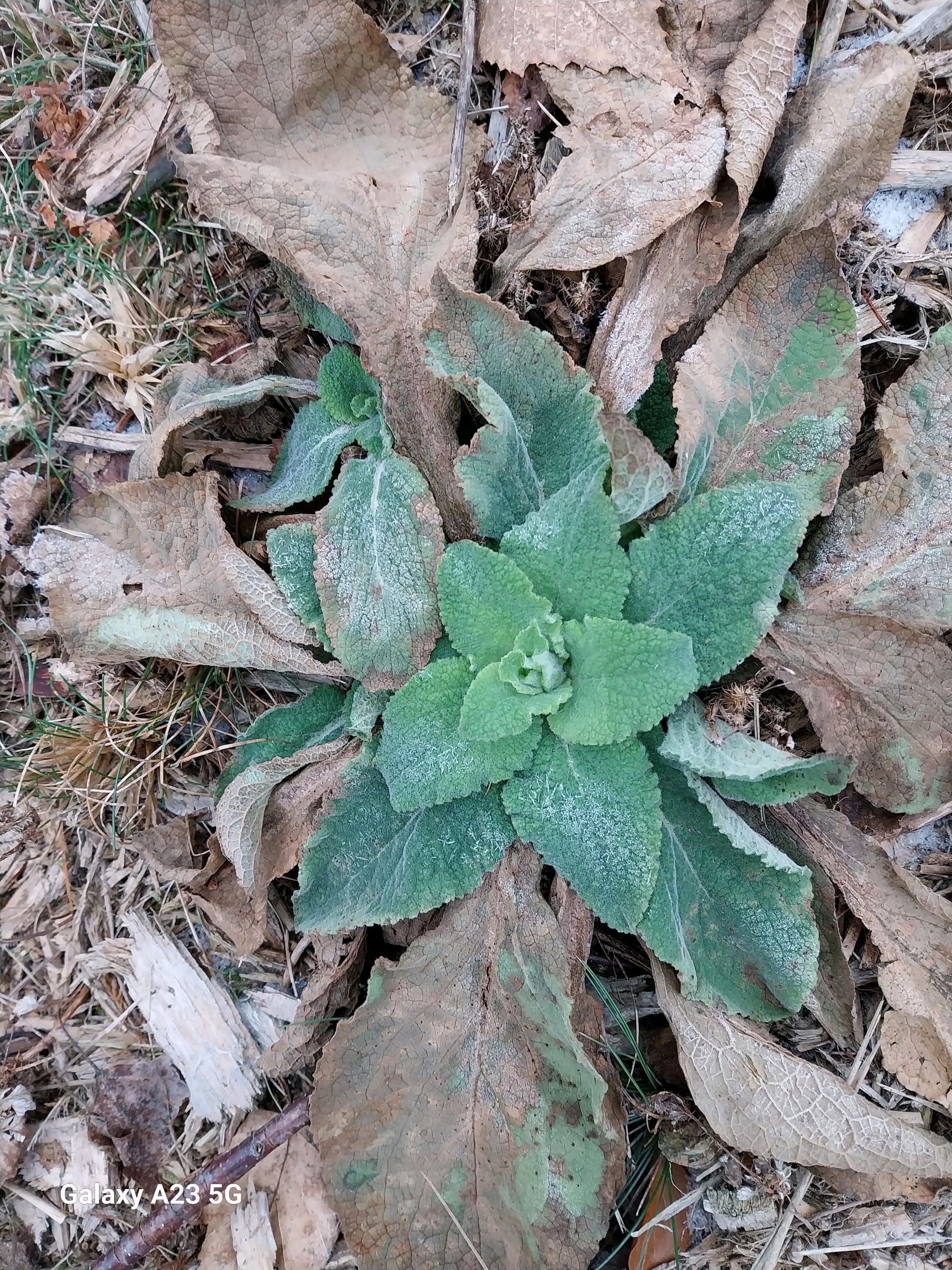 Digitalis purpurea (common foxglove) (alternate view 3)