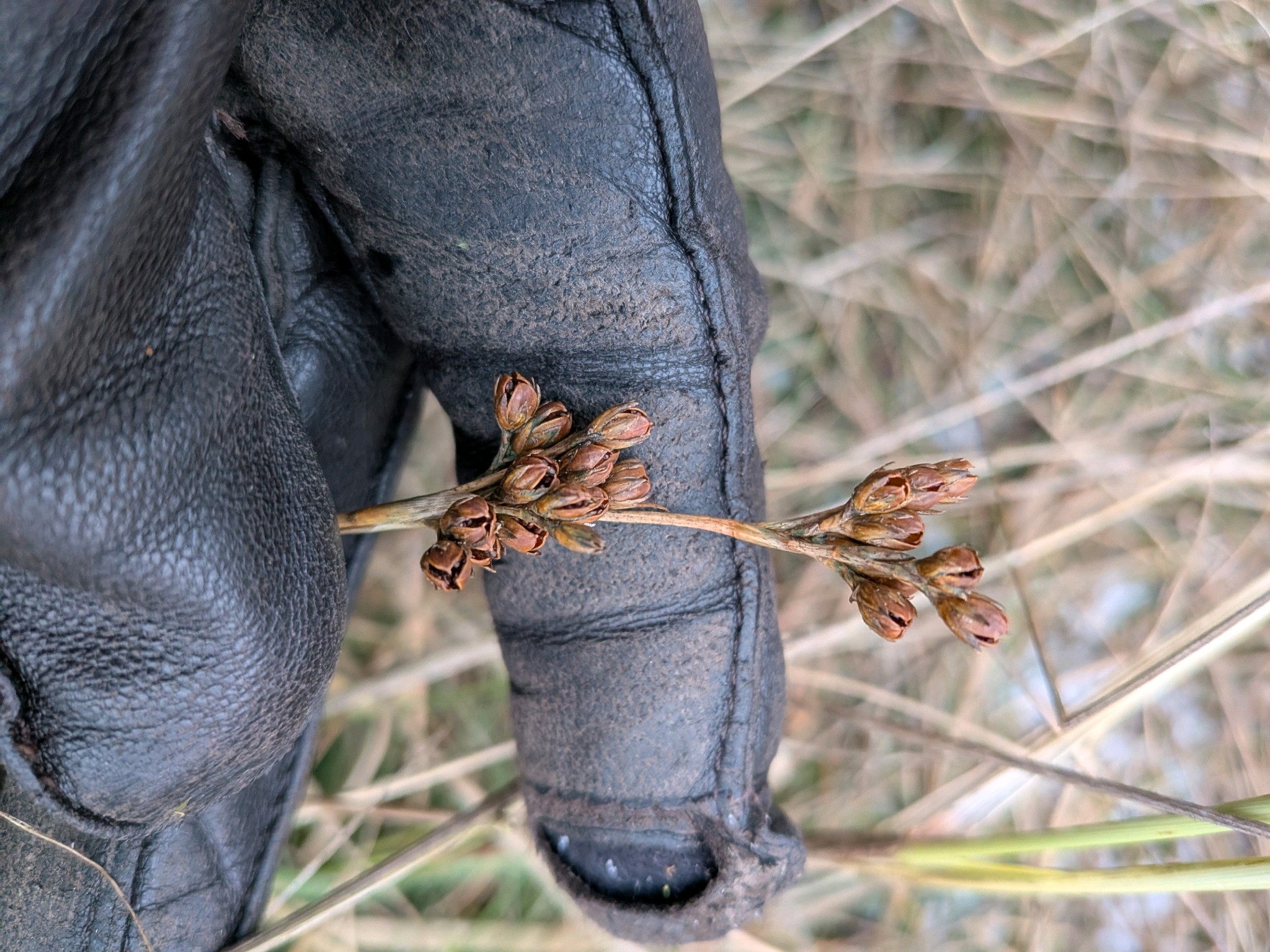 Juncus squarrosus (heath rush) (alternate view 12)