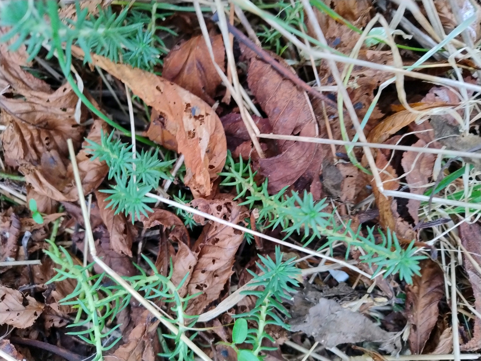 Petrosedum