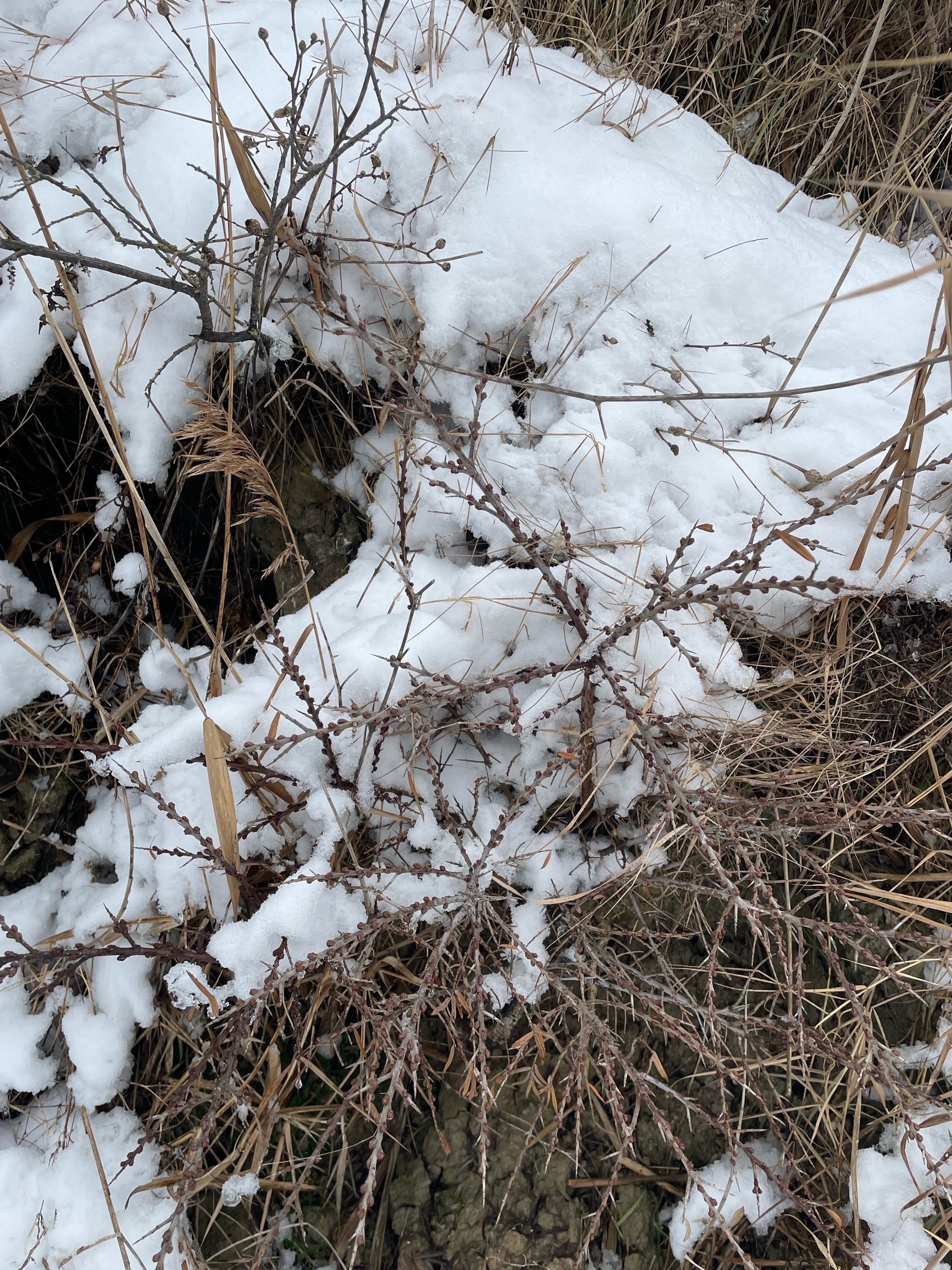 Hippophae rhamnoides (Sea-buckthorn) (alternate view 12)