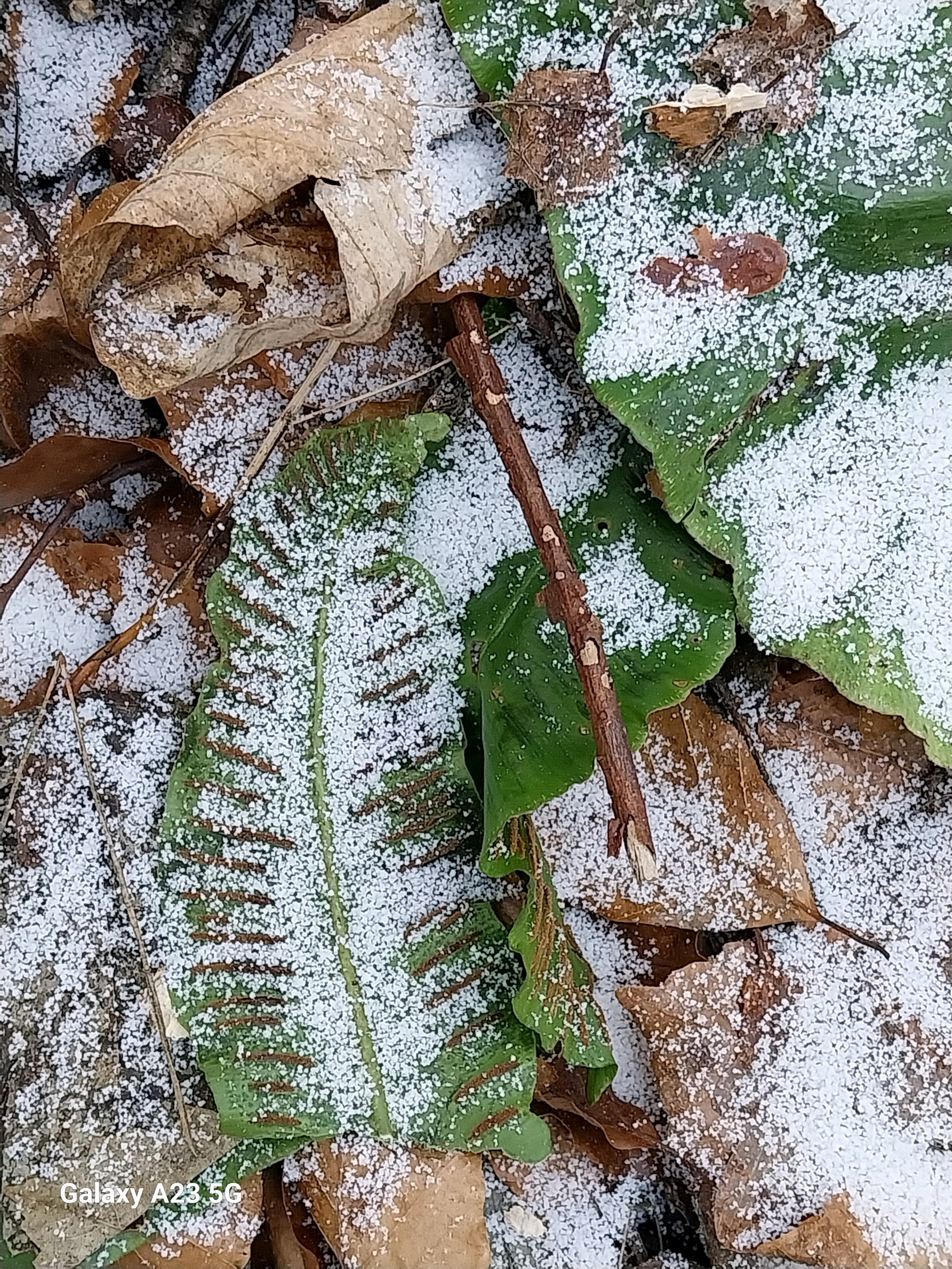 Asplenium scolopendrium (Harts Tongue Fern) (alternate view 12)