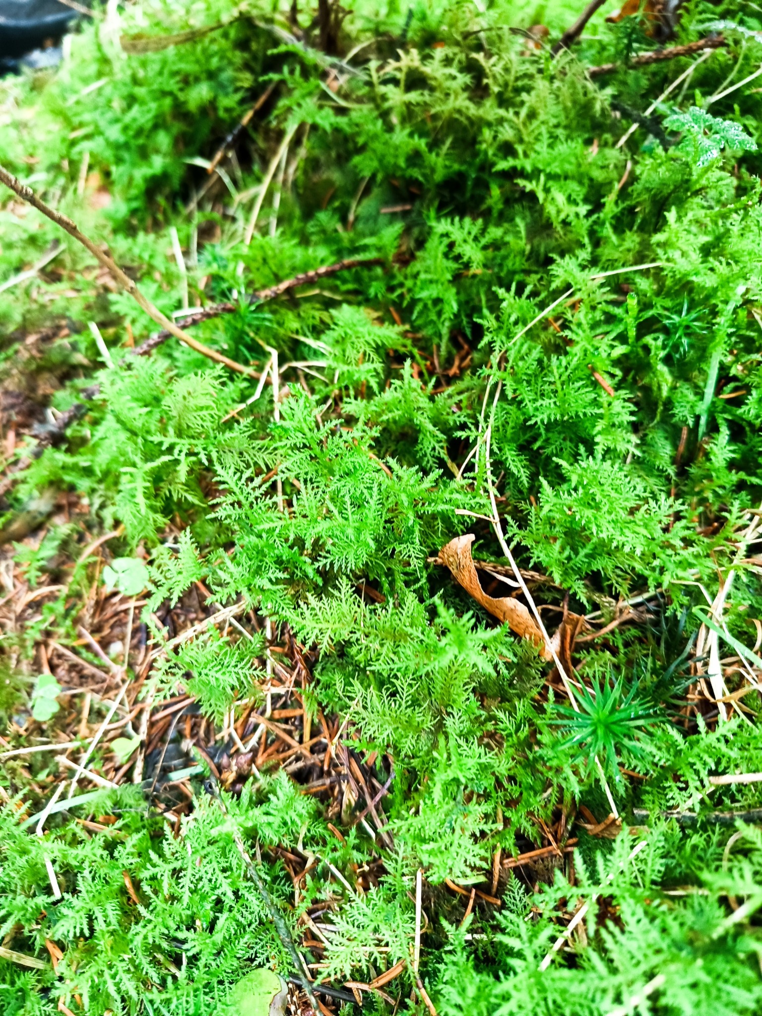 Thuidium (fern mosses) (alternate view 2)