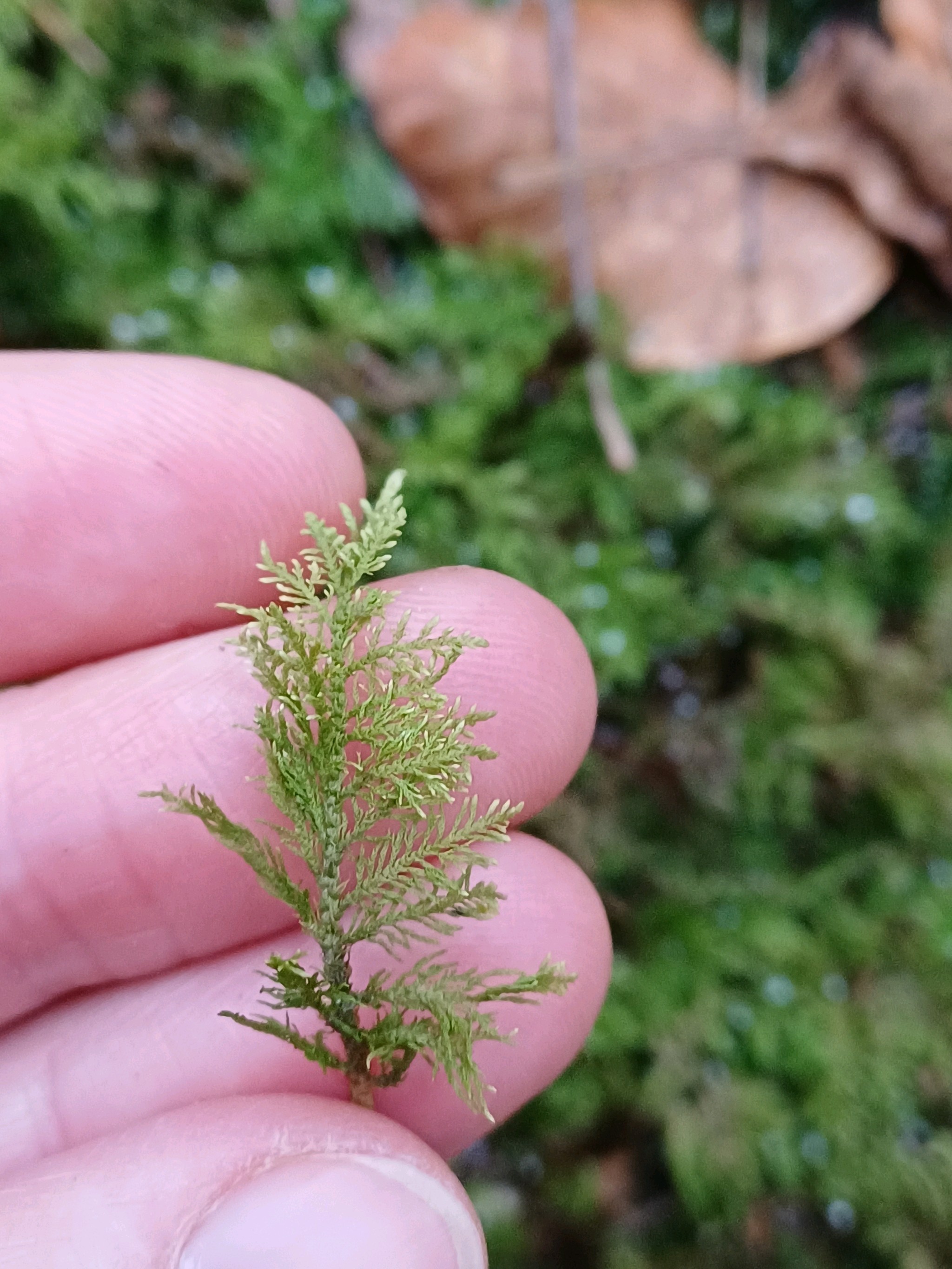 Thuidium tamariscinum (Common Tamarisk-moss) (alternate view 9)