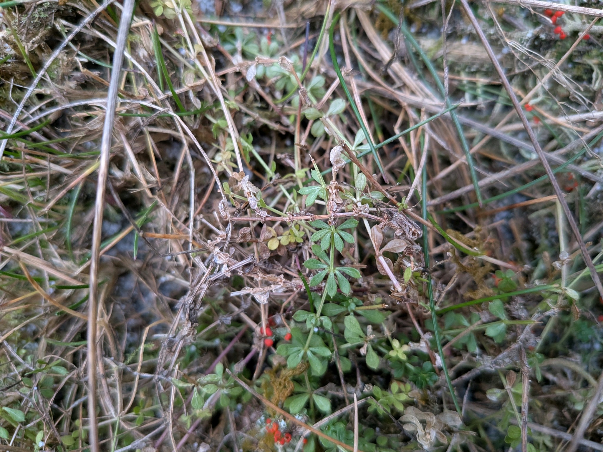 Galium saxatile (Heath Bedstraw) (alternate view 13)