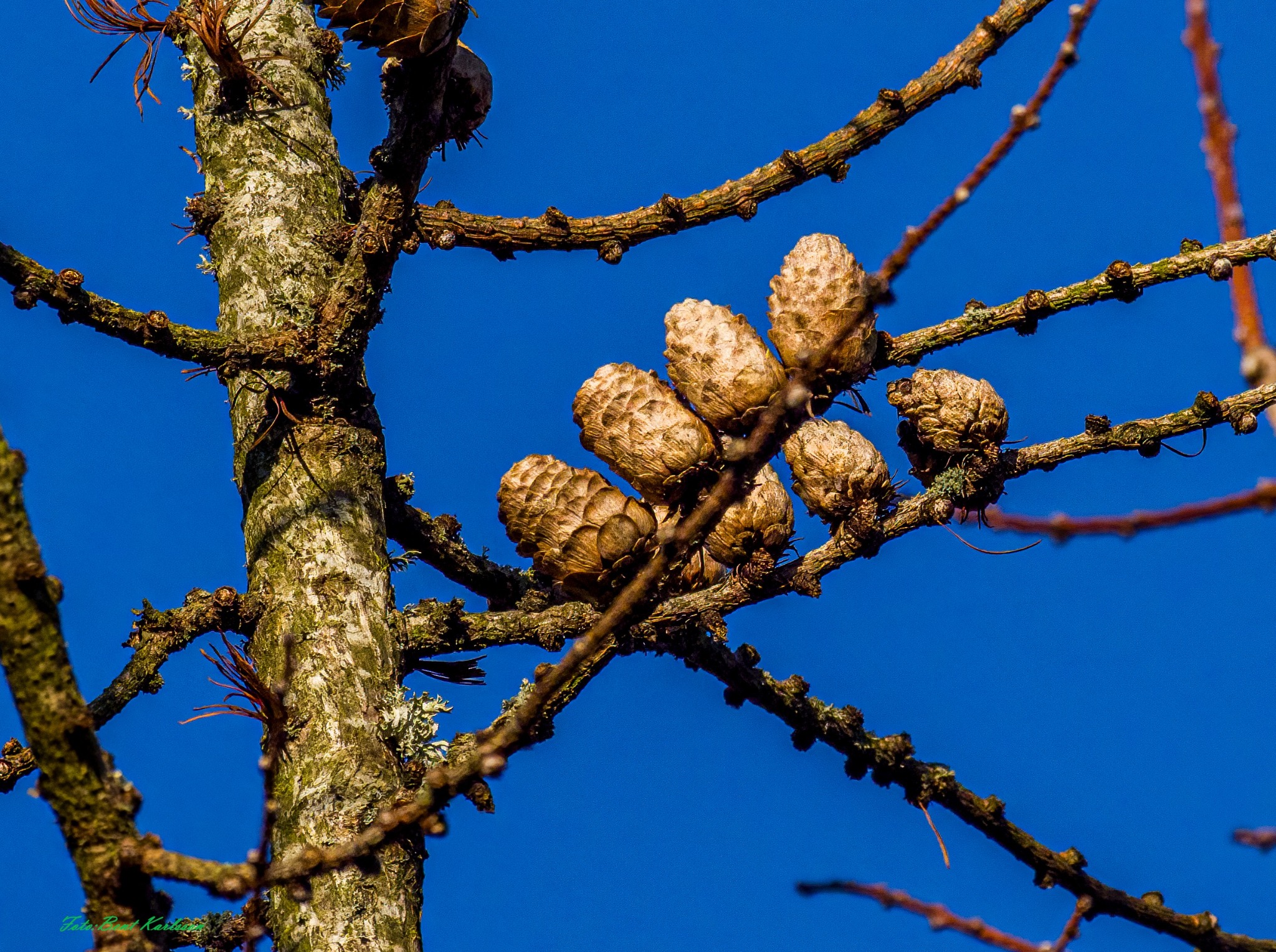 Larix (larches) (alternate view 2)