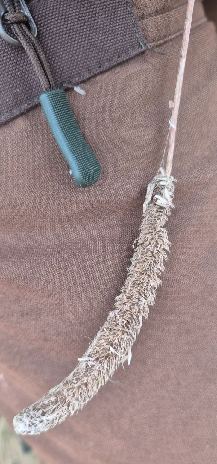 Phleum (Timothies) (alternate view 2)
