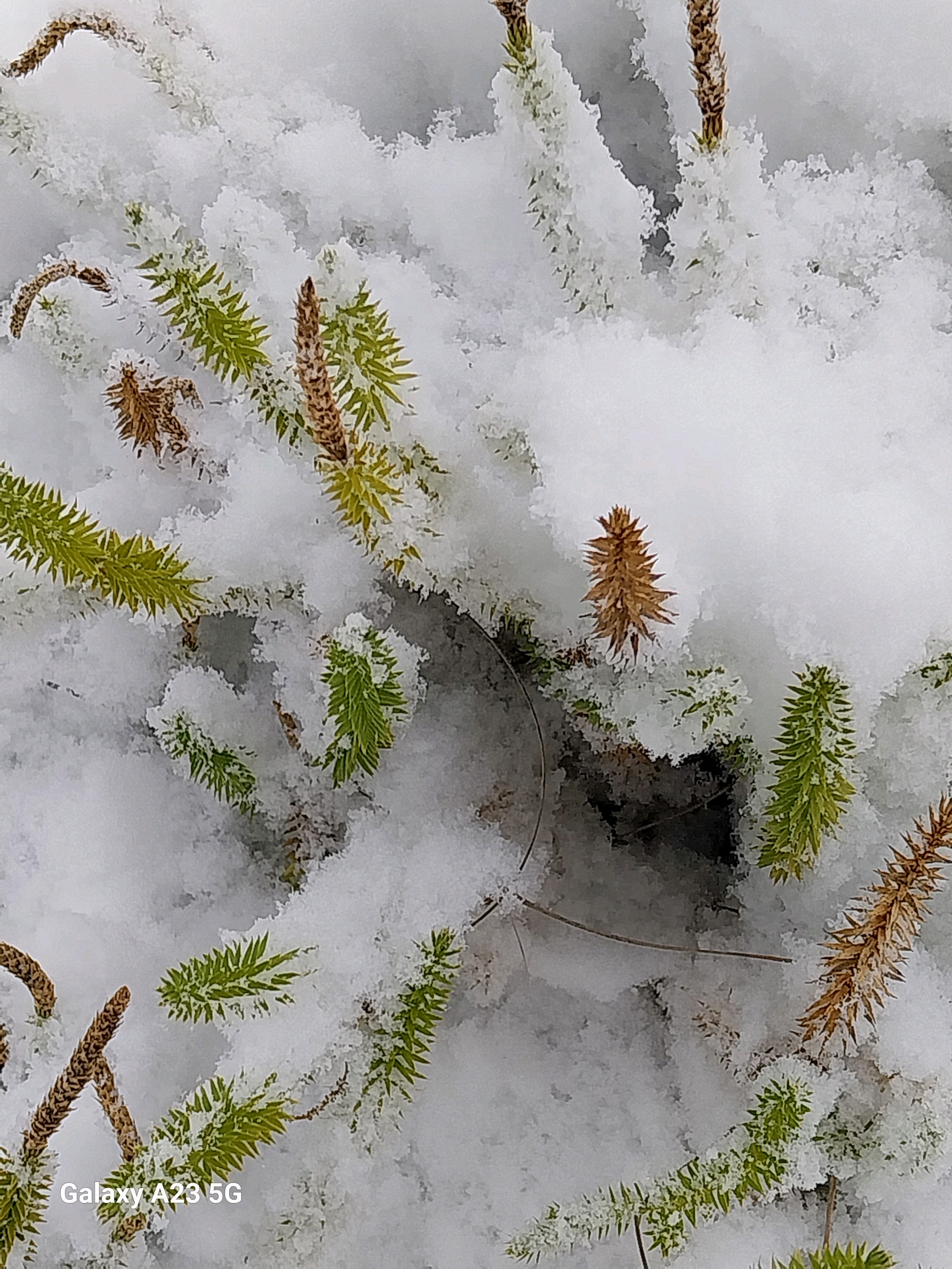 Spinulum annotinum (interrupted clubmoss) (alternate view 8)