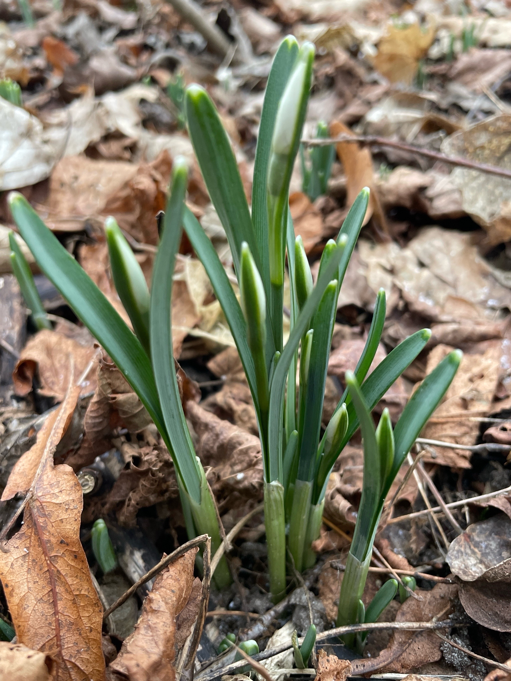 Galanthus nivalis (Common Snowdrop) (alternate view 11)