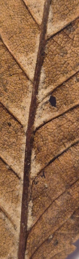 Ulmus minor (Field Elm) (alternate view 11)