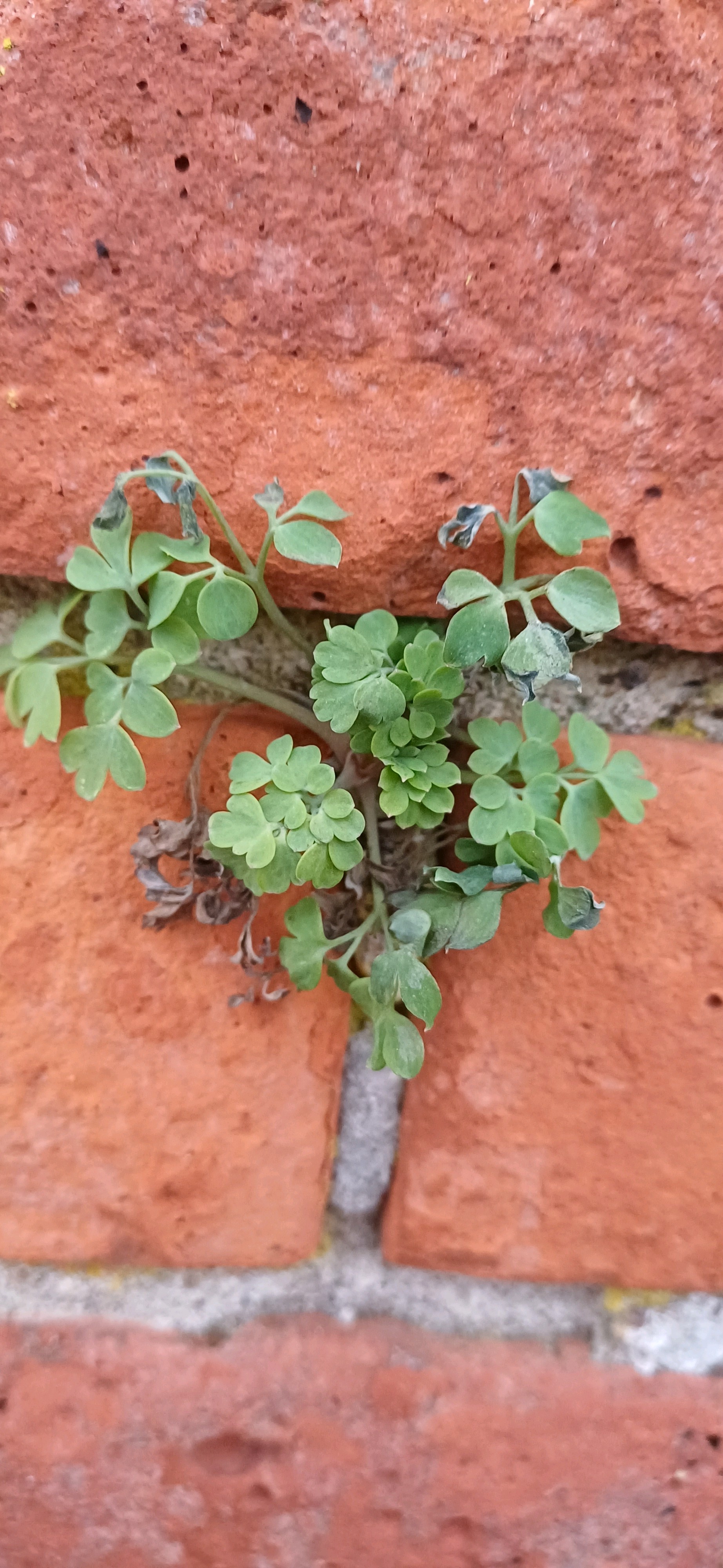 Pseudofumaria lutea (Yellow Fumitory) (alternate view 13)