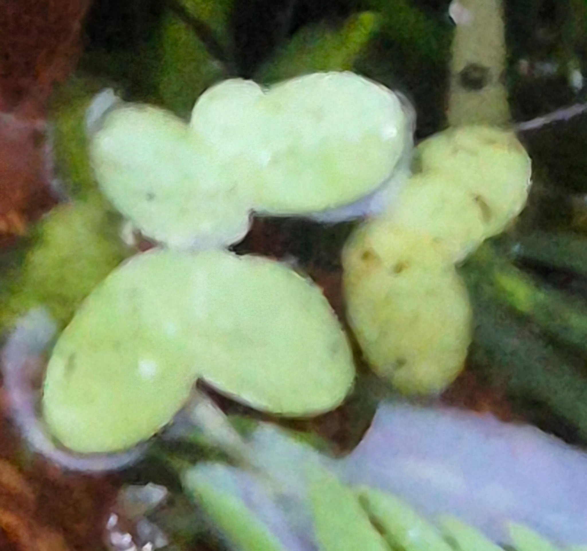 Lemna minor (Common Duckweed) (alternate view 13)