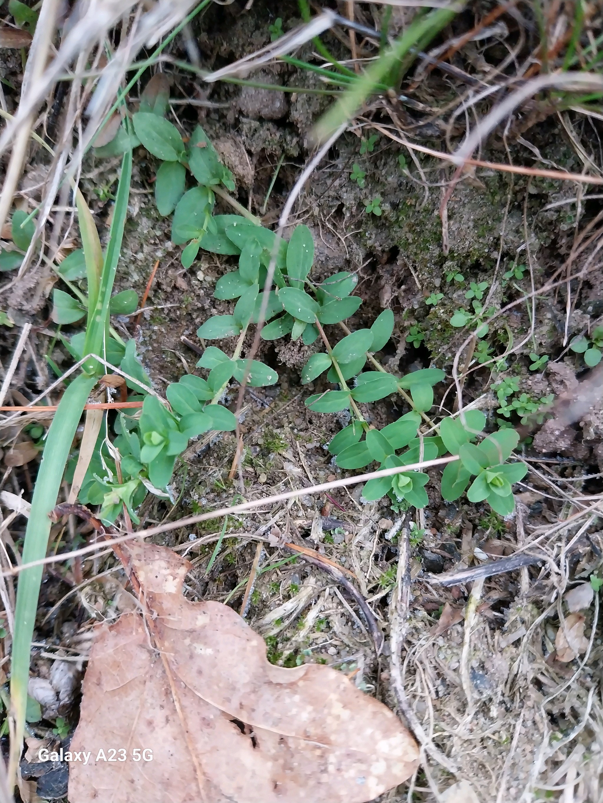 Hypericum humifusum (Trailing St John's-wort) (alternate view 14)